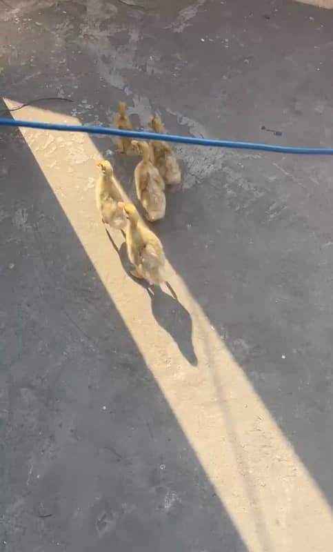 duck chicks 1