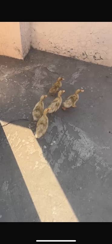 duck chicks 2