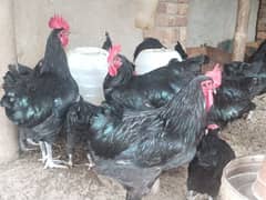 Black Austorlop Fertile Eggs