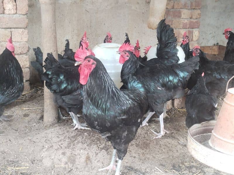 Black Austorlop Fertile Eggs 2