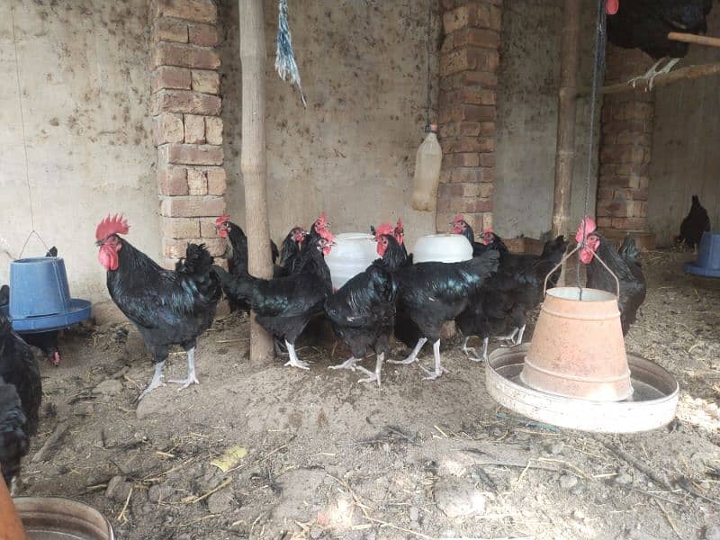 Black Austorlop Fertile Eggs 3