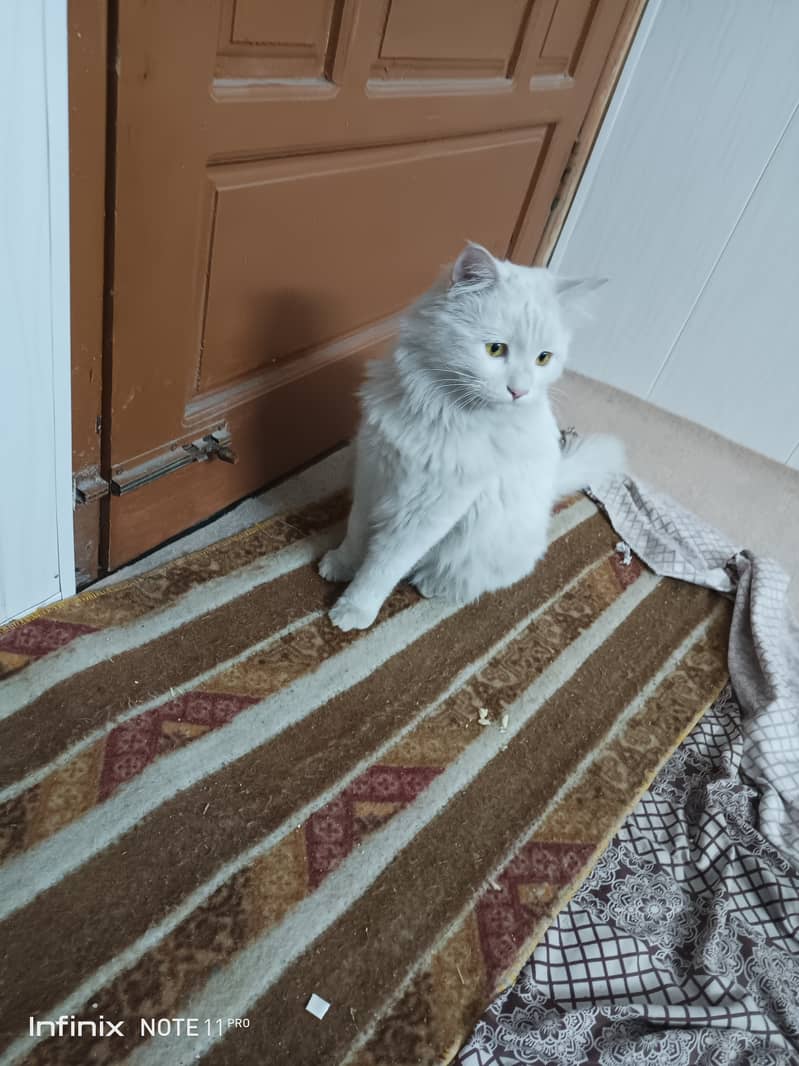 Persian male white cat 1