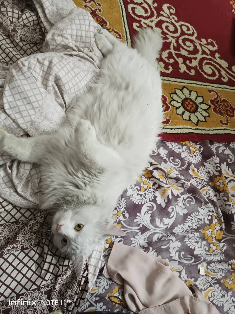 Persian male white cat 2