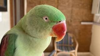 Talking Female kashmiri parrot, breeder