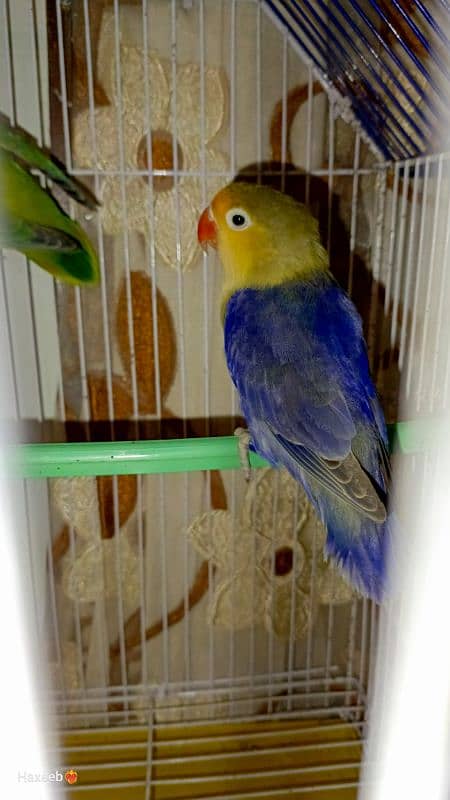 Green opaline x parblue pair. 1