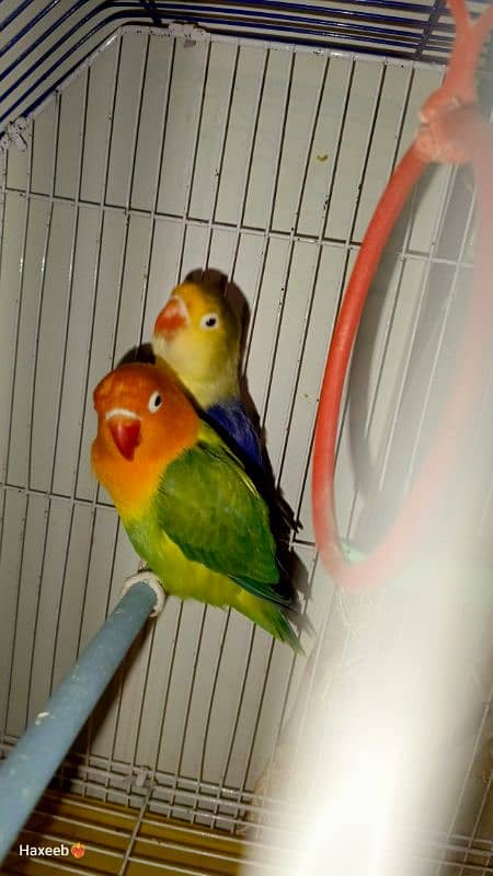 Green opaline x parblue pair. 2