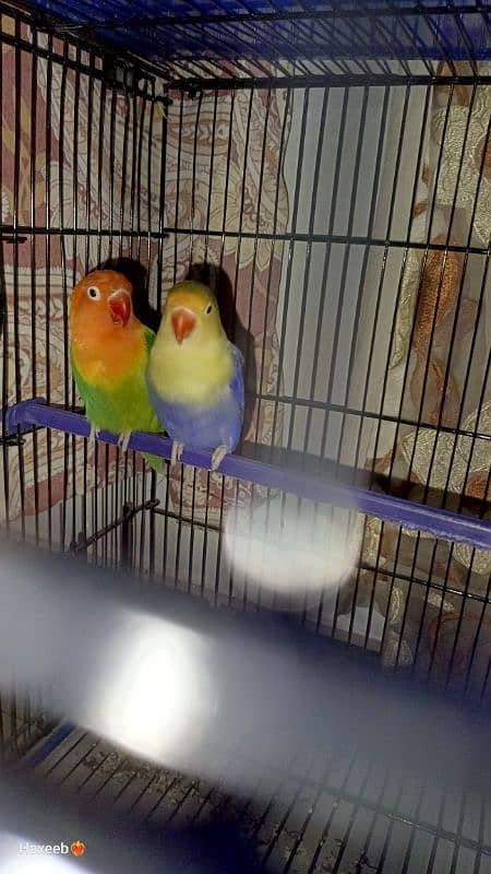 Green opaline x parblue pair. 3