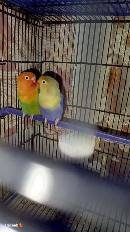 Green opaline x parblue pair. 4