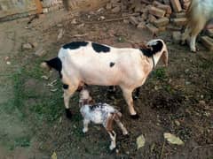 goat with male and female baby