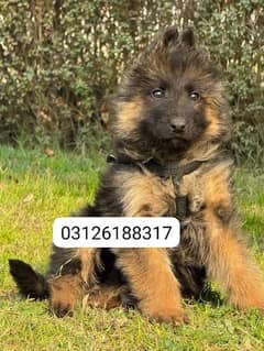 Garman shepherd puppies for sale 03126188317call wahtasp