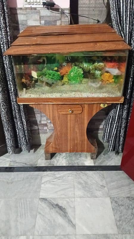 fish aquarium 1