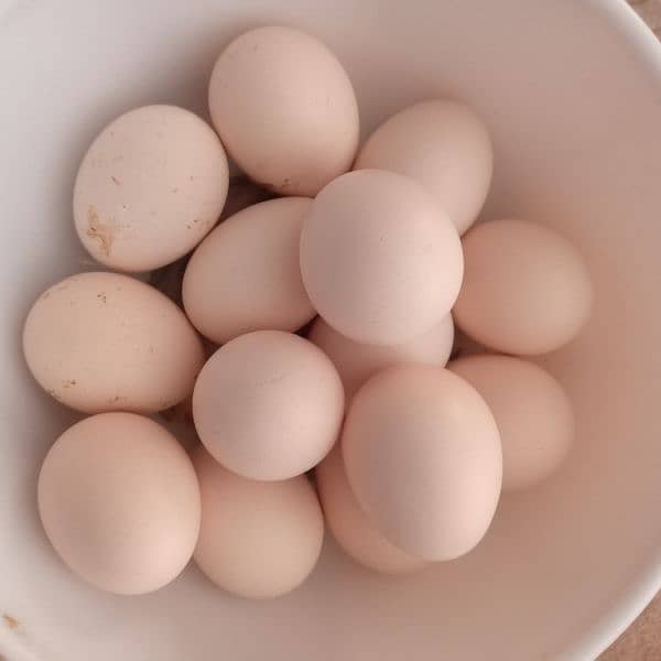 for sale 6 aseel eggs very less price only 600 and. . . 18%discount 2