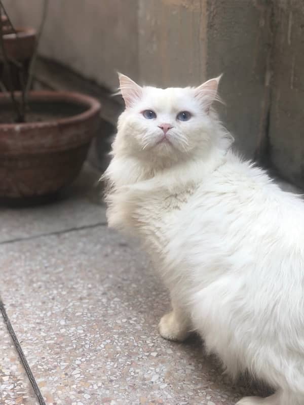 persian male cat for sale 1