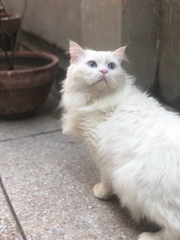 persian male cat for sale 2