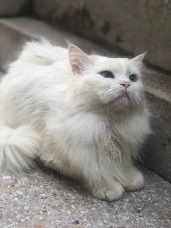 persian male cat for sale 3