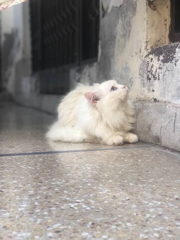 persian male cat for sale 4