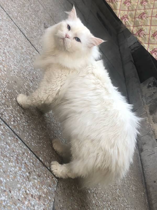 persian male cat for sale 5