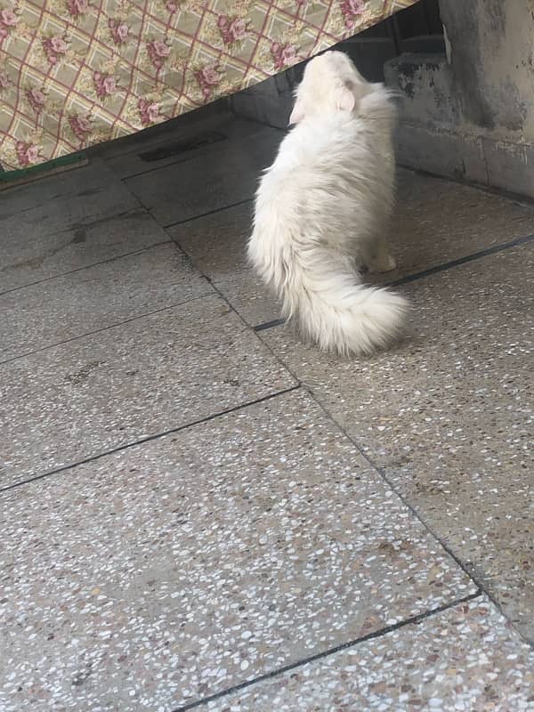 persian male cat for sale 6