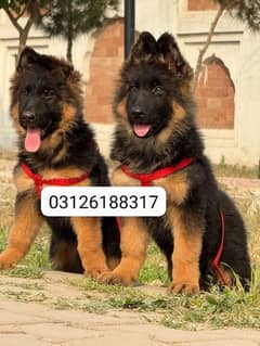 Garman shepherd puppies for sale 03126188317call wahtasp