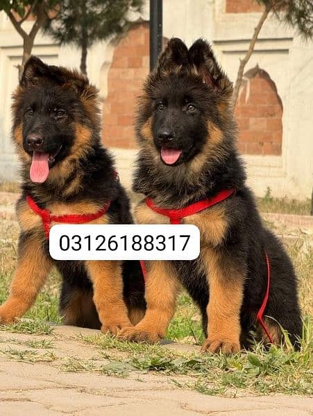 Garman shepherd puppies for sale 03126188317call wahtasp 0