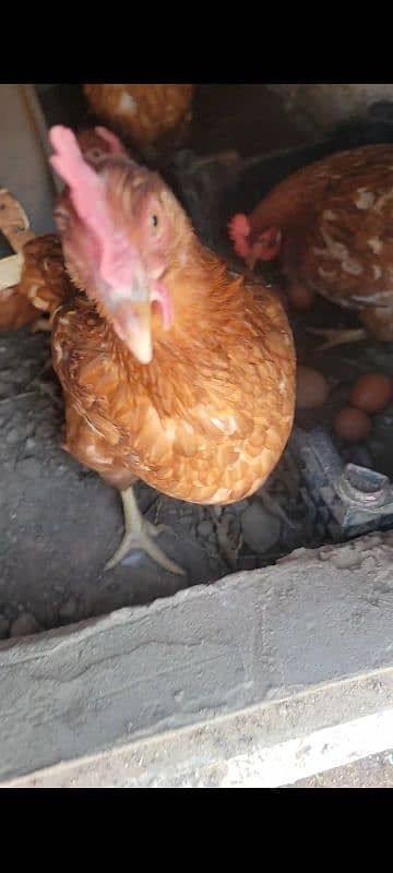 lohman brown egg lying hen for sale 2