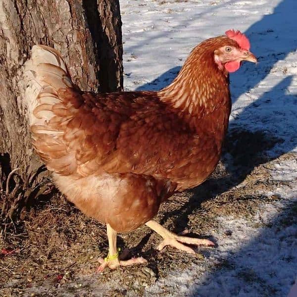 lohman brown egg lying hen for sale 3