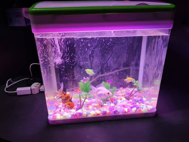 Fish Aquarium 4