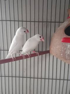 white java breeding pair for sale