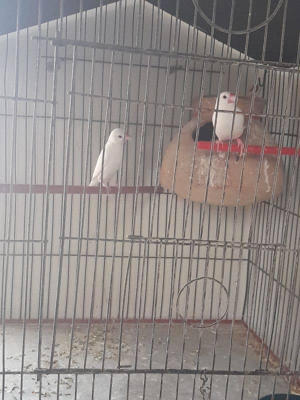 white java breeding pair for sale 1