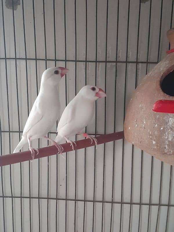 white java breeding pair for sale 2