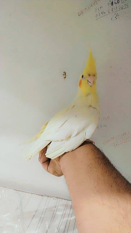 Hand tamed cocktail Male 1