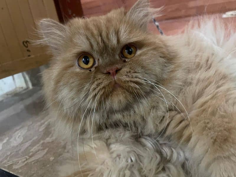 persian male triple coat punch face for sale What'sapp call only 0