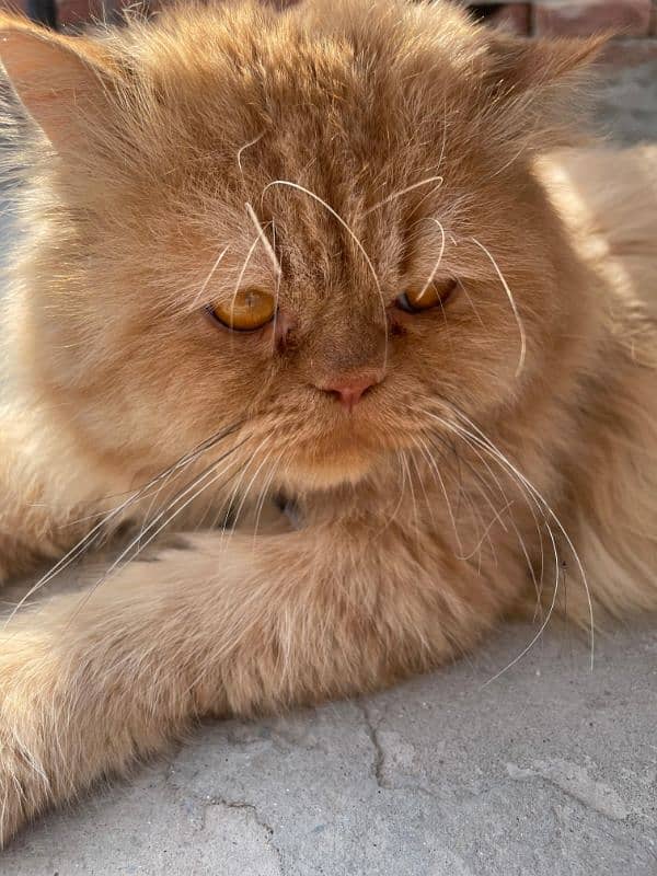 persian male triple coat punch face for sale What'sapp call only 1