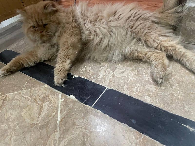 persian male triple coat punch face for sale What'sapp call only 2