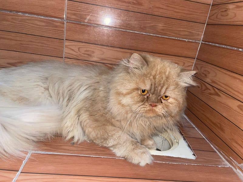 persian male triple coat punch face for sale What'sapp call only 3