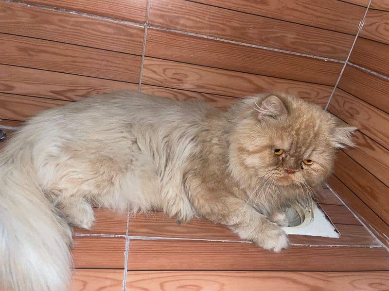 persian male triple coat punch face for sale What'sapp call only 4