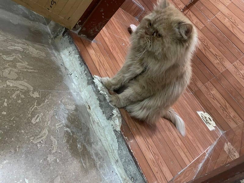 persian male triple coat punch face for sale What'sapp call only 5