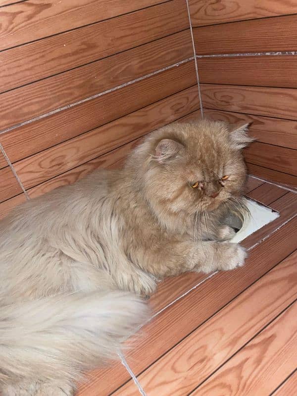 persian male triple coat punch face for sale What'sapp call only 6