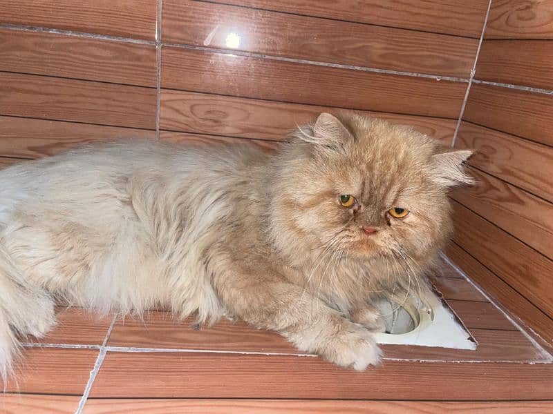 persian male triple coat punch face for sale What'sapp call only 7