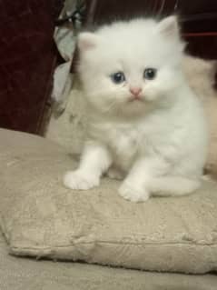 Female kitten for sale odd eyes