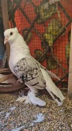 FANCY PIGEONS