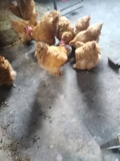 Golden buff eggs and chicks