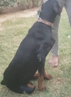 Doberman