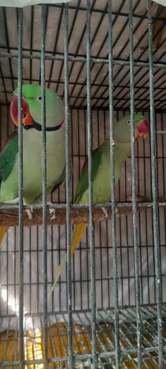 Raw parrot Breeder Pair