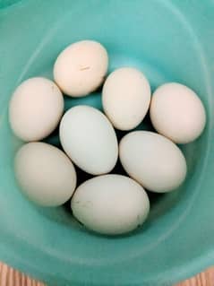 Aseel Eggs Available