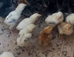 Japani shamo chicks available for sale