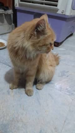 The Persian Cat