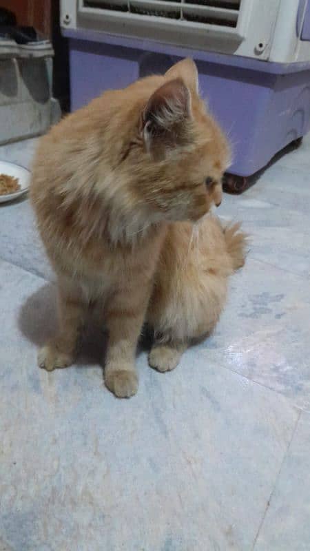 The Persian Cat 0