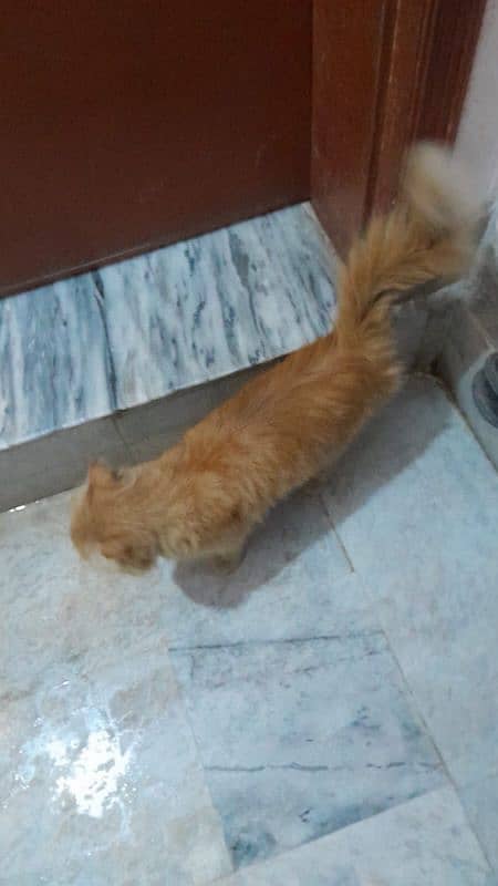 The Persian Cat 2