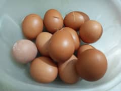 Home chicken egg || دیسی انڈے برائے فروخت (Desi Eggs for Sale)